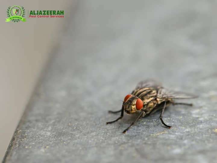 Do Pest Control Get Rid of Flies?