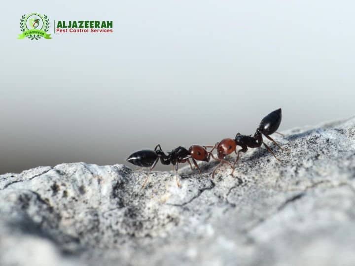 Does Pest Control Get Rid of Ants