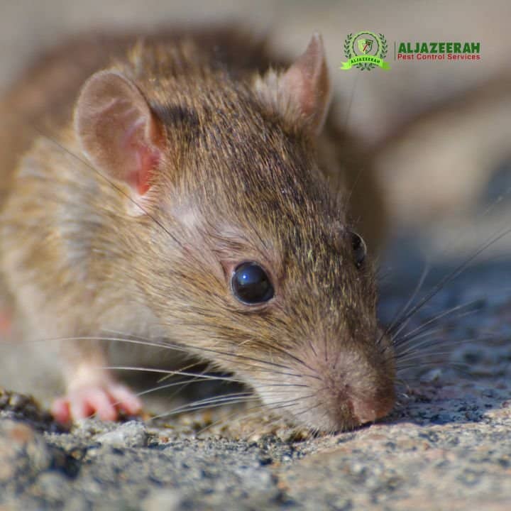 How Pest Control Gets Rid of Rats